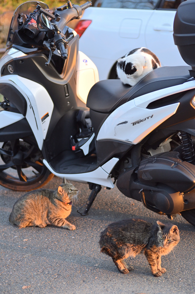 バイク窃盗（占領）の現場