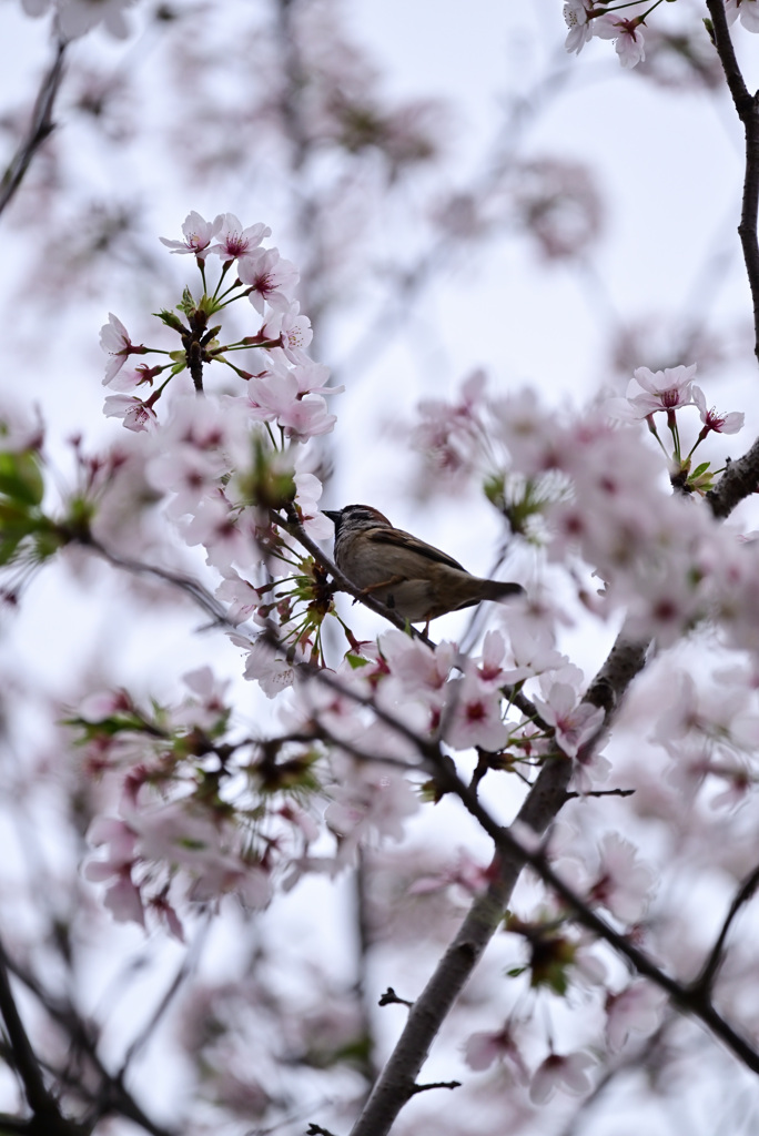 樹上で花見