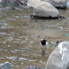 小野泉水公園.1