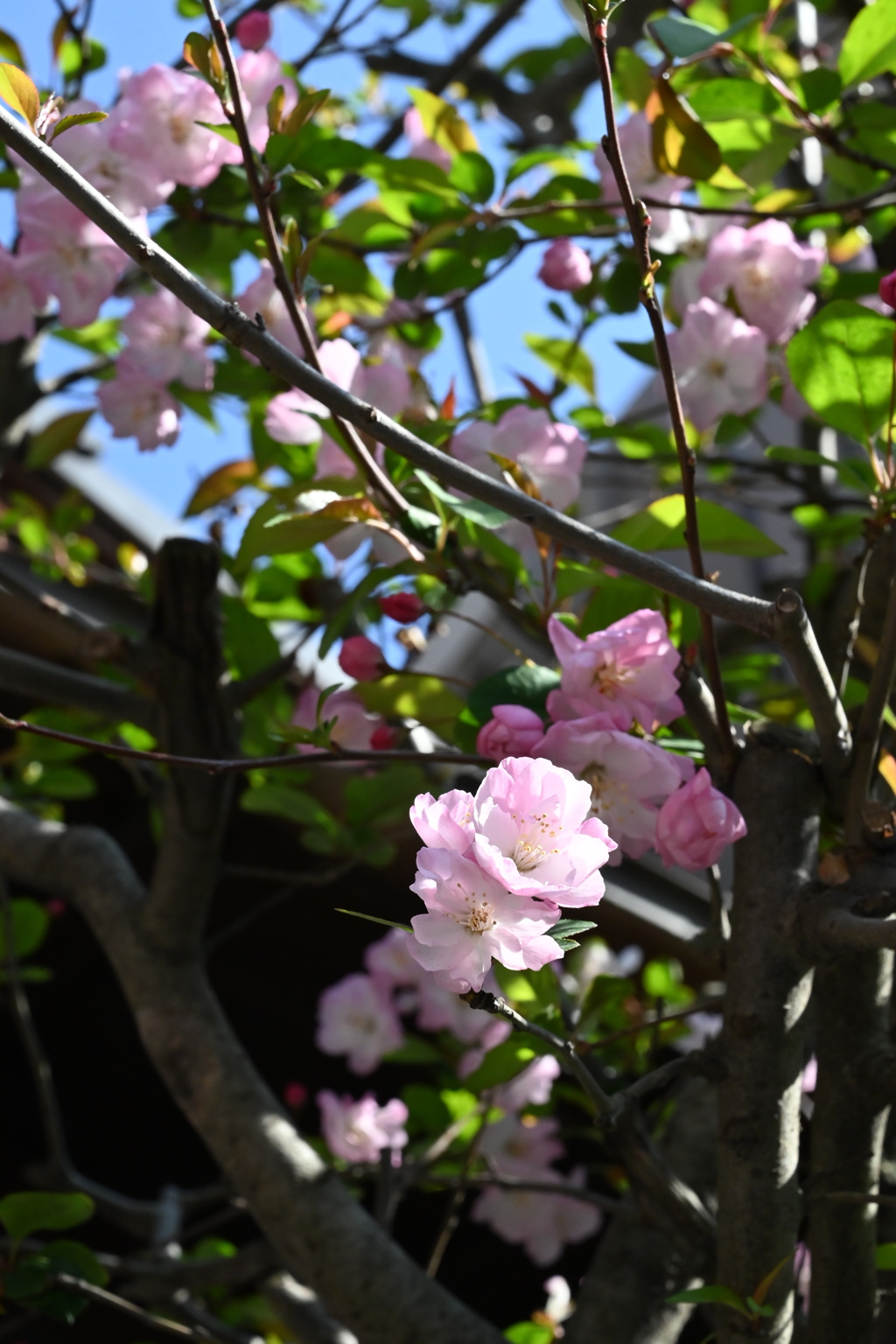 借景の花