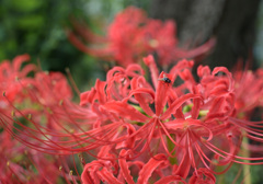 Fly and Spider Lily