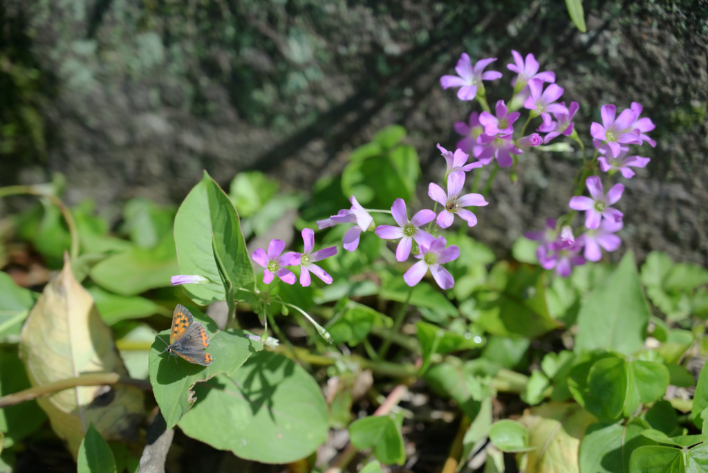 紫酢漿草（ムラサキカタバミ）と蝶