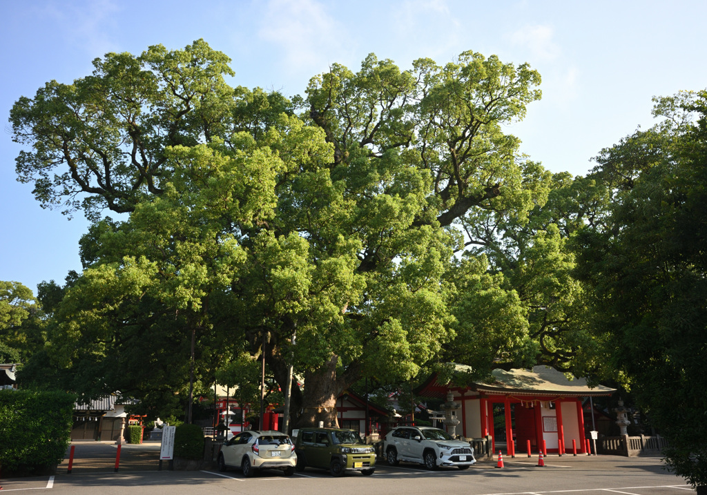 春日神社 御神木