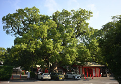 春日神社 御神木