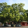 春日神社 御神木