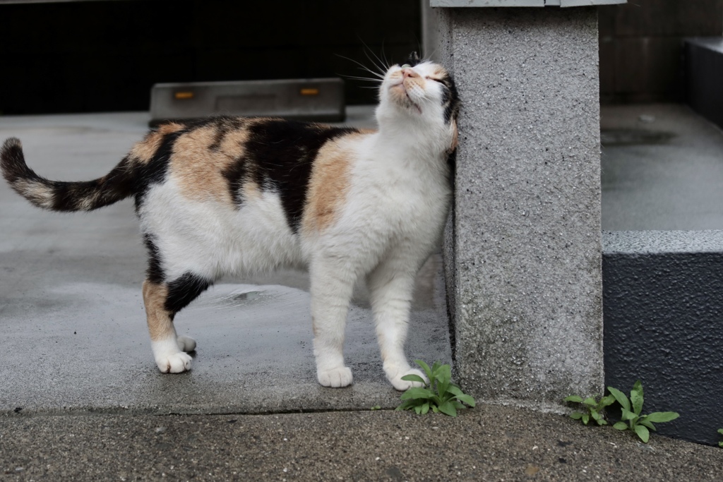 かゆいの