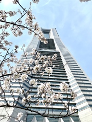 春のランドマークタワー
