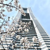 春のランドマークタワー