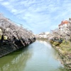 大岡川の桜