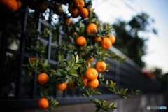 蜜柑