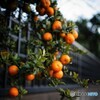 蜜柑