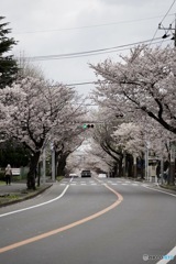 桜街道