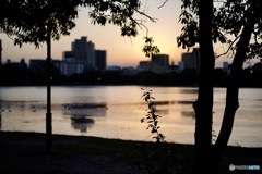 夕日