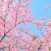 桜の季節