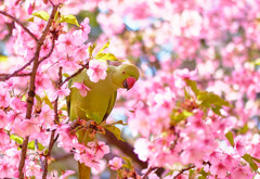 鳥と桜