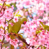 鳥と桜