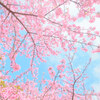 桜の季節