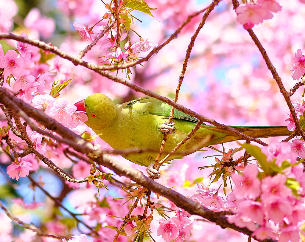 鳥と桜 by tantan001 （ID：10194731） - 写真共有サイト:PHOTOHITO