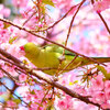 鳥と桜