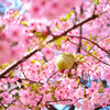 DSCF0483