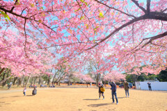桜の季節