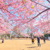 桜の季節