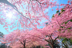 桜の季節