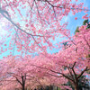 桜の季節