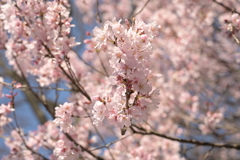 桜 20210314