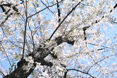 桜　20210324