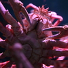 タカアシガニ
