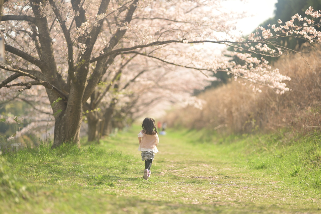 桜と娘