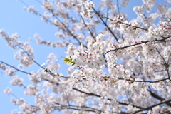 桜　20210327