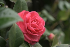 お花１