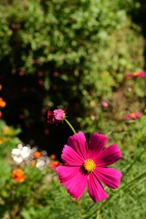 ピンクの花、水面の反射