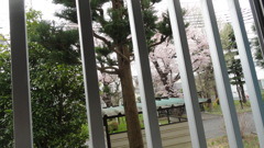 ベッドサイドの窓から見える　桜
