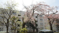 ベランダから見えた桜