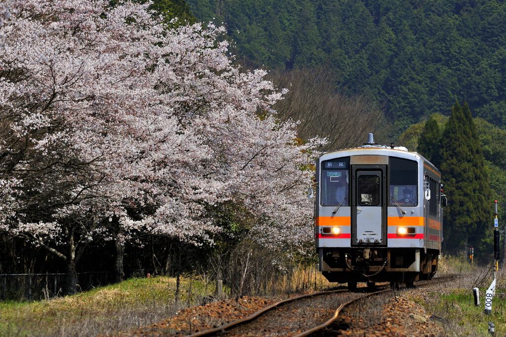 並木