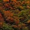 迫ってくるような紅葉