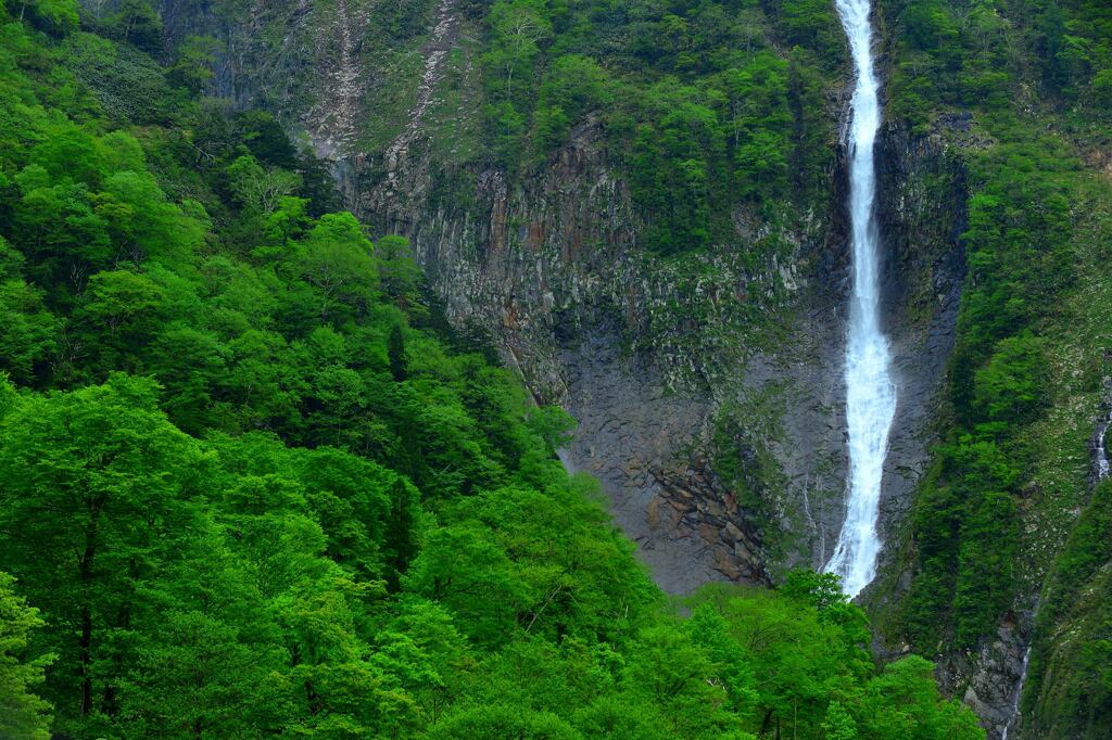 新緑のハンノキ滝