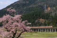 清水の桜