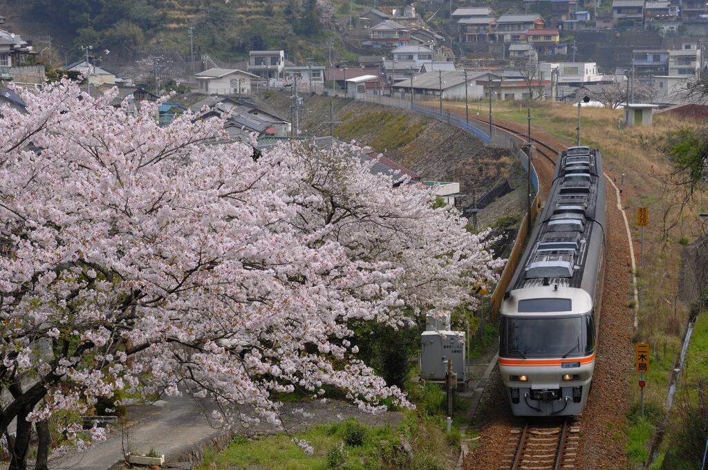 桜と「南紀」