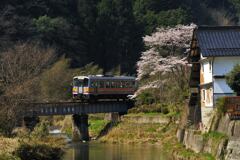 1本だけの桜