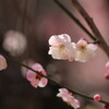 ひなかざり