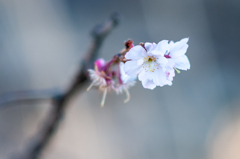 四季桜