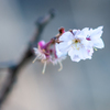 四季桜