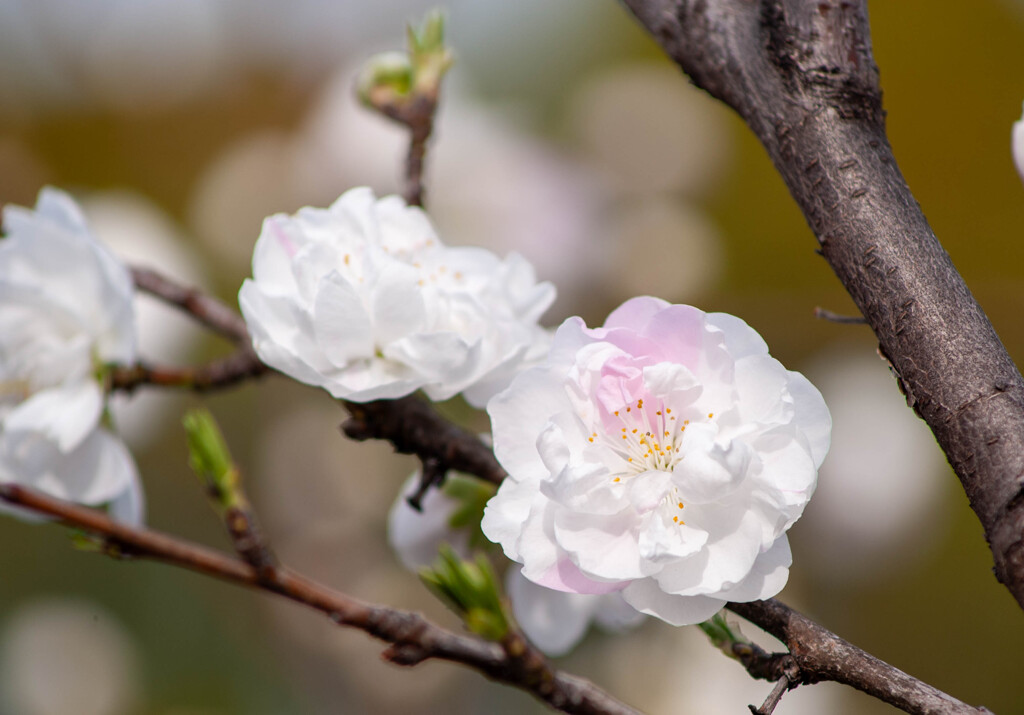 花桃