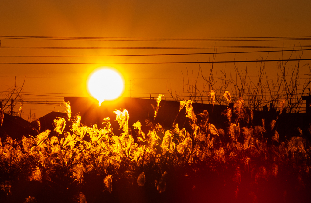 ススキも燃えゆ
