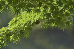 青紅葉と空蝉