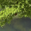青紅葉と空蝉